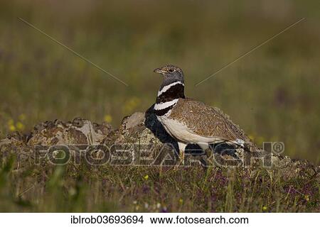 Picture - "Little Bustard (Tetrax tetrax), male displaying, Extremadura, Spain, Europe". Fotosearch
