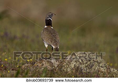 Stock Photo - "Little Bustard (Tetrax tetrax), male displaying, Extremadura, Spain, Europe". Fotosearch
