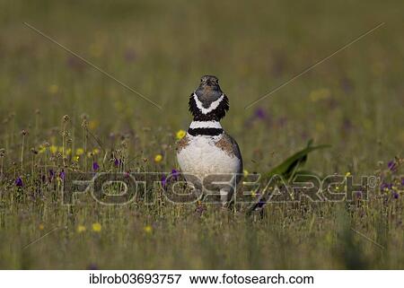 Stock Photo - "Little Bustard (Tetrax tetrax), male displaying, Extremadura, Spain, Europe". Fotosearch