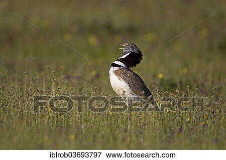 "Little Bustard (Tetrax tetrax), male displaying, Extremadura, Spain, Europe" View Large Photo Image Stock Photo - "Little Bustard (Tetrax tetrax), male displaying, Extremadura, Spain, Europe". Fotosearch