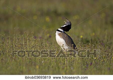 Stock Photo - "Little Bustard (Tetrax tetrax), male displaying, Extremadura, Spain, Europe". Fotosearch