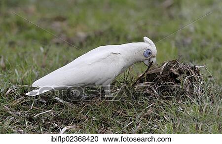 "Little Corella (Cacatua sanguinea), adult, collecting stick from ground, Northern Territory, Australia, Oceania" View Large Photo Image Stock Image - "Little Corella (Cacatua sanguinea), adult, collecting stick from ground, Northern Territory, Australia, Oceania". Fotosearch