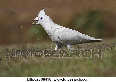 "Little Corella (Cacatua sanguinea), adult, feeding on flowerheads, foraging on ground, Northern Territory, Australia, Oceania" View Large Photo Image Stock Photo - "Little Corella (Cacatua sanguinea), adult, feeding on flowerheads, foraging on ground, Northern Territory, Australia, Oceania". Fotosearch