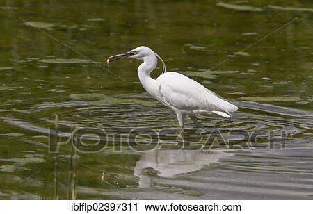 Little Egret (Egretta garzetta) fishing at Lackford Lakes Suffolk View Large Photo Image Stock Image - Little Egret (Egretta garzetta) fishing at Lackford Lakes Suffolk. Fotosearch