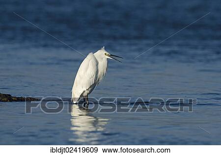 Stock Photo - Little Egret (Egretta garzetta) in a coastal creek, Norfolk, England, United Kingdom, Europe. Fotosearch