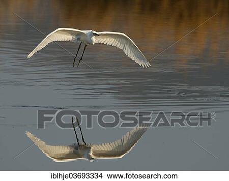 "Little Egret (Egretta garzetta) in flight, Lesbos, North Aegean, Greece, Europe" View Large Photo Image Picture - "Little Egret (Egretta garzetta) in flight, Lesbos, North Aegean, Greece, Europe". Fotosearch