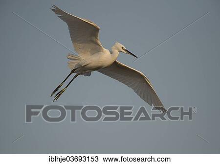 Stock Image - "Little Egret (Egretta garzetta) in flight, Lesbos, North Aegean, Greece, Europe". Fotosearch