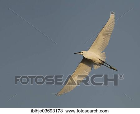 "Little Egret (Egretta garzetta) in flight, Lesbos, North Aegean, Greece, Europe" View Large Photo Image Stock Image - "Little Egret (Egretta garzetta) in flight, Lesbos, North Aegean, Greece, Europe". Fotosearch