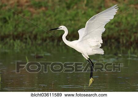 "Little Egret (Egretta garzetta), in flight, Central Macedonia, Greece, Europe" View Large Photo Image Stock Photo - "Little Egret (Egretta garzetta), in flight, Central Macedonia, Greece, Europe". Fotosearch