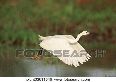 Stock Photograph - "Little Egret (Egretta garzetta), in flight, Central Macedonia, Greece, Europe". Fotosearch