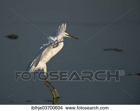 Picture - "Little Egret (Egretta garzetta), landing, Lesbos, North Aegean, Greece, Europe". Fotosearch