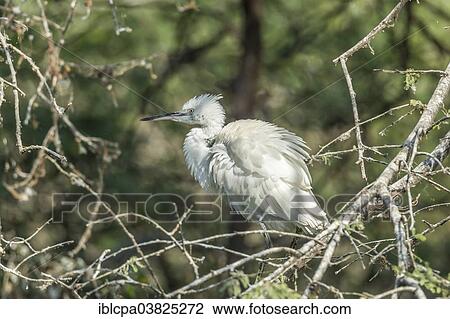 "Little Egret (Egretta garzetta), Keoladeo National Park, Rajasthan, India, Asia" View Large Photo Image Stock Image - "Little Egret (Egretta garzetta), Keoladeo National Park, Rajasthan, India, Asia". Fotosearch