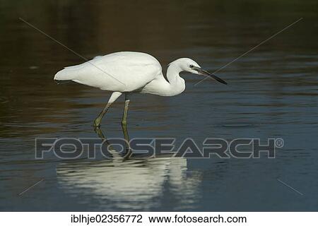 "Little Egret (Egretta garzetta), Lesbos, Greece, Europe" View Large Photo Image Stock Image - "Little Egret (Egretta garzetta), Lesbos, Greece, Europe". Fotosearch