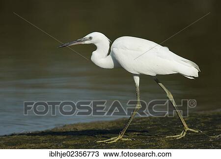 Stock Image - "Little Egret (Egretta garzetta), Lesbos, Greece, Europe". Fotosearch