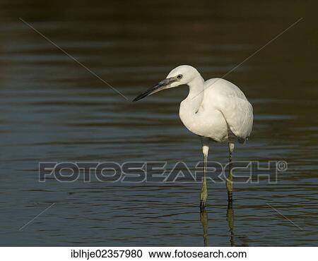 Stock Image - "Little Egret (Egretta garzetta), Lesbos, Greece, Europe". Fotosearch