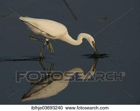 "Little Egret (Egretta garzetta), Lesbos, North Aegean, Greece, Europe" View Large Photo Image Stock Image - "Little Egret (Egretta garzetta), Lesbos, North Aegean, Greece, Europe". Fotosearch