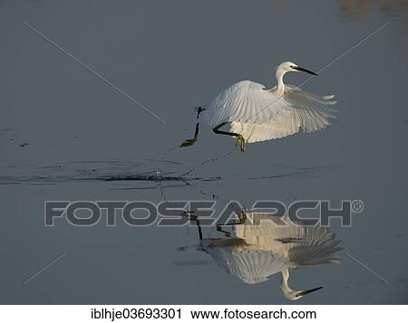 "Little Egret (Egretta garzetta), starting, Lesbos, North Aegean, Greece, Europe" View Large Photo Image Stock Image - "Little Egret (Egretta garzetta), starting, Lesbos, North Aegean, Greece, Europe". Fotosearch