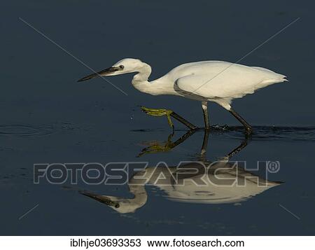 Stock Image - "Little Egret (Egretta garzetta), Lesbos, North Aegean, Greece, Europe". Fotosearch