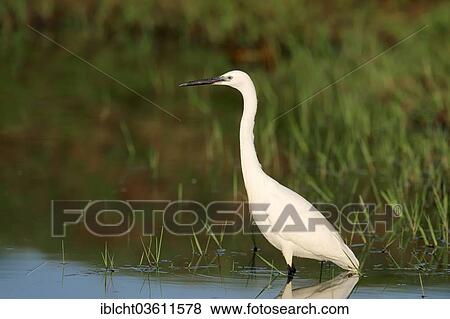 "Little Egret (Egretta garzetta) standing in the water, Central Macedonia, Greece, Europe" View Large Photo Image Stock Photo - "Little Egret (Egretta garzetta) standing in the water, Central Macedonia, Greece, Europe". Fotosearch