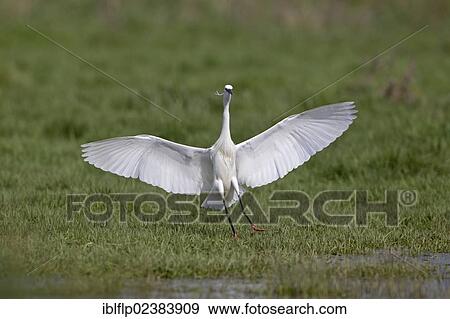"Little Egret (Egretta garzetta), adult, in flight, landing, Suffolk, England, United Kingdom, Europe" View Large Photo Image Stock Photo - "Little Egret (Egretta garzetta), adult, in flight, landing, Suffolk, England, United Kingdom, Europe". Fotosearch