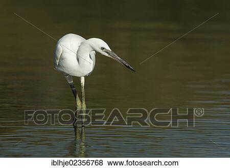 "Little Egret (Egretta garzetta), Lesbos, Greece, Europe" View Large Photo Image Stock Photo - "Little Egret (Egretta garzetta), Lesbos, Greece, Europe". Fotosearch