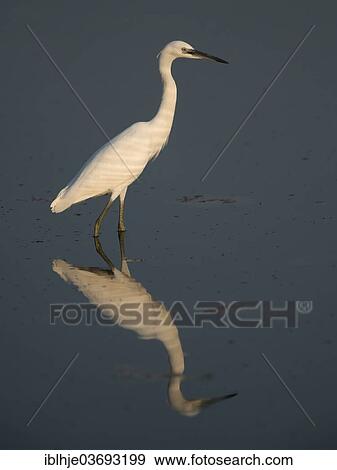 "Little Egret (Egretta garzetta), Lesbos, North Aegean, Greece, Europe" View Large Photo Image Stock Photo - "Little Egret (Egretta garzetta), Lesbos, North Aegean, Greece, Europe". Fotosearch