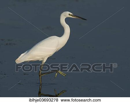 Stock Photo - "Little Egret (Egretta garzetta), Lesbos, North Aegean, Greece, Europe". Fotosearch