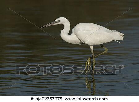 Stock Photography - "Little Egret (Egretta garzetta), Lesbos, Greece, Europe". Fotosearch