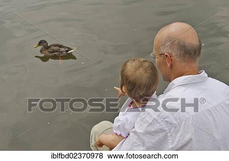 "Little girl sitting on the lap of a man, watching a duck, Dresden, Saxony, Germany, Europe" View Large Photo Image Stock Photo - "Little girl sitting on the lap of a man, watching a duck, Dresden, Saxony, Germany, Europe". Fotosearch
