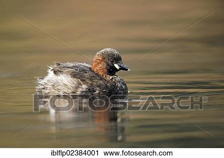 "Little Grebe (Tachybaptus ruficollis), adult, summer plumage, swimming, Warwickshire, England, United Kingdom, Europe" View Large Photo Image Stock Image - "Little Grebe (Tachybaptus ruficollis), adult, summer plumage, swimming, Warwickshire, England, United Kingdom, Europe". Fotosearch
