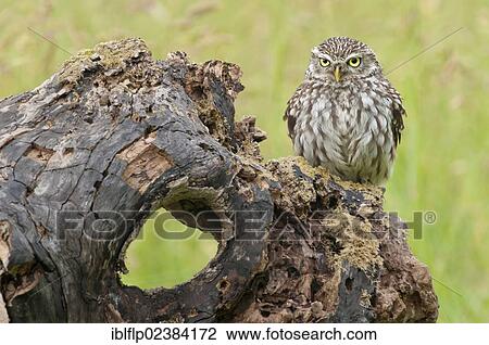 "Little Owl (Athene noctua), adult, perched on rotten tree stump, captive" View Large Photo Image Stock Image - "Little Owl (Athene noctua), adult, perched on rotten tree stump, captive". Fotosearch