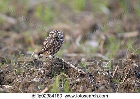"Little Owl (Athene noctua), adult, standing on ground in set-aside field, Suffolk, England, United Kingdom, Europe" View Large Photo Image Stock Image - "Little Owl (Athene noctua), adult, standing on ground in set-aside field, Suffolk, England, United Kingdom, Europe". Fotosearch