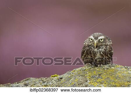 "Little Owl (Athene noctua), adult, with wet plumage, sitting on lichen covered moorland rock in heavy rain shower, captive, Powys, Wales, United Kingdom, Europe" View Large Photo Image Stock Photo - "Little Owl (Athene noctua), adult, with wet plumage, sitting on lichen covered moorland rock in heavy rain shower, captive, Powys, Wales, United Kingdom, Europe". Fotosearch