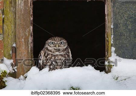 "Little Owl (Athene noctua), adult, perched at window in snow, Norfolk, England, United Kingdom, Europe" View Large Photo Image Stock Photography - "Little Owl (Athene noctua), adult, perched at window in snow, Norfolk, England, United Kingdom, Europe". Fotosearch