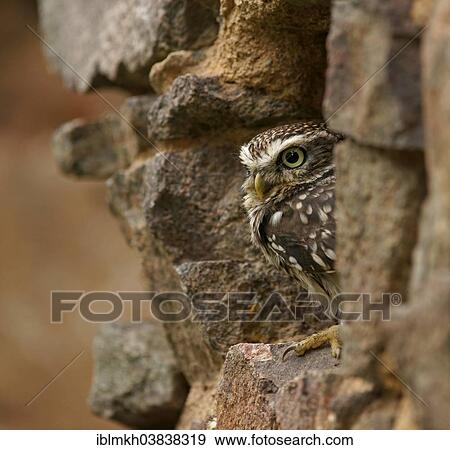 "Little Owl (Athene noctua), captive, Czech Republic, Europe" View Large Photo Image Stock Photo - "Little Owl (Athene noctua), captive, Czech Republic, Europe". Fotosearch