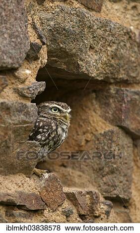 "Little Owl (Athene noctua), captive, Czech Republic, Europe" View Large Photo Image Stock Photo - "Little Owl (Athene noctua), captive, Czech Republic, Europe". Fotosearch