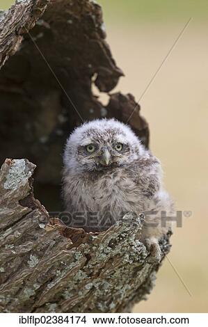 "Little Owl (Athene noctua), chick, at nesthole entrance, captive, England, United Kingdom, Europe" View Large Photo Image Picture - "Little Owl (Athene noctua), chick, at nesthole entrance, captive, England, United Kingdom, Europe". Fotosearch