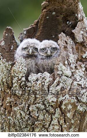 Stock Photograph - "Little Owl (Athene noctua), two chicks, at nesthole entrance, captive, England, United Kingdom, Europe". Fotosearch