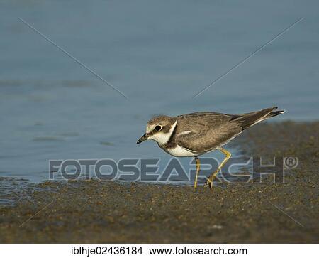 "Little Ringed Plover (Charadrius dubius), Lesbos, Greece, Europe" View Large Photo Image Picture - "Little Ringed Plover (Charadrius dubius), Lesbos, Greece, Europe". Fotosearch