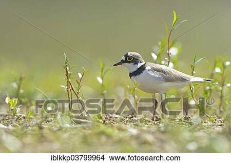 "Little Ringed Plover (Charadrius dubius), Saxony-Anhalt, Germany, Europe" View Large Photo Image Picture - "Little Ringed Plover (Charadrius dubius), Saxony-Anhalt, Germany, Europe". Fotosearch