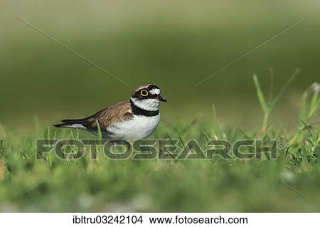 Picture - "Little Ringed Plover (Charadrius dubius), Austria, Europe". Fotosearch