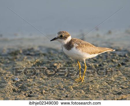 Stock Image - "Little Ringed Plover (Charadrius dubius), Lesbos, Greece, Europe". Fotosearch