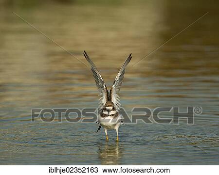 Stock Image - "Little Ringed Plover (Charadrius dubius), Lesbos, Greece, Europe". Fotosearch