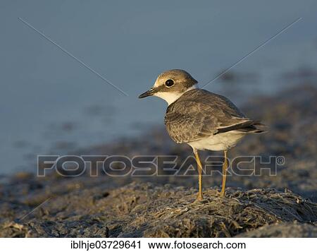 Stock Image - "Little Ringed Plover (Charadrius dubius), Lesbos, North Aegean, Greece, Europe". Fotosearch