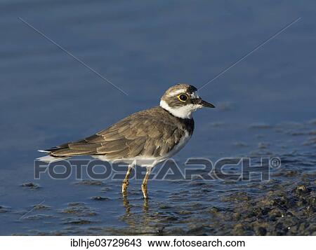 Stock Image - "Little Ringed Plover (Charadrius dubius), Lesbos, North Aegean, Greece, Europe". Fotosearch