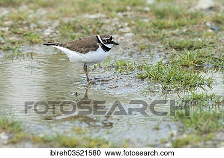 Stock Image - "Little Ringed Plover (Charadrius dubius), Illmitz, Burgenland, Austria, Europe". Fotosearch