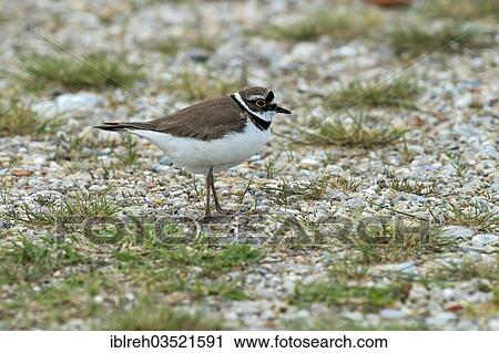 "Little Ringed Plover (Charadrius dubius), Illmitz, Burgenland, Austria, Europe" View Large Photo Image Stock Image - "Little Ringed Plover (Charadrius dubius), Illmitz, Burgenland, Austria, Europe". Fotosearch