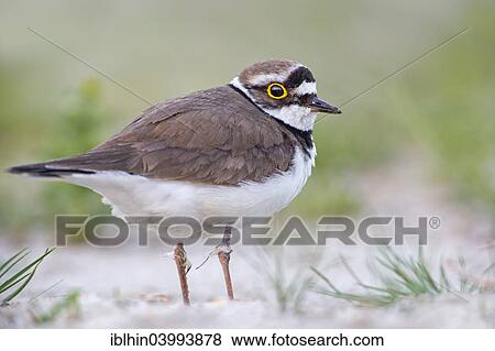 "Little ringed plover (Charadrius dubius), habitat, Middle Elbe, Saxony-Anhalt, Germany, Europe" View Large Photo Image Stock Photo - "Little ringed plover (Charadrius dubius), habitat, Middle Elbe, Saxony-Anhalt, Germany, Europe". Fotosearch