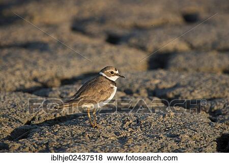 "Little Ringed Plover (Charadrius dubius), Lesbos, Greece, Europe" View Large Photo Image Stock Photo - "Little Ringed Plover (Charadrius dubius), Lesbos, Greece, Europe". Fotosearch