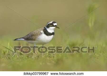 "Little Ringed Plover (Charadrius dubius), Saxony-Anhalt, Germany, Europe" View Large Photo Image Stock Photo - "Little Ringed Plover (Charadrius dubius), Saxony-Anhalt, Germany, Europe". Fotosearch